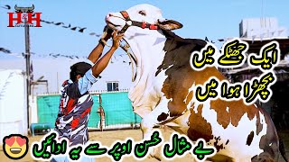 Flying Horse Bull  Qurbani Cows Collection Bakra Eid 2024 HampH Cattle Farm  Cattle Market Karachi [upl. by Illac]