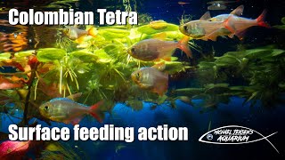 Colombian Tetra  surface feeding action [upl. by Gunter]