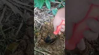 Palmyra palm tree seed are being planted P19 shorts nature [upl. by Wurtz721]