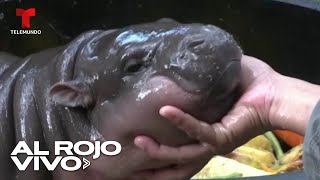 Nace un hipopótamo pigmeo en Tailandia y se hace viral en todo el mundo [upl. by Lepine]