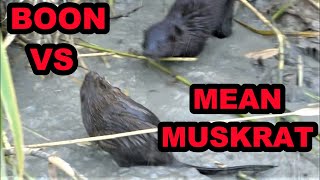 Boon VS MEAN Muskrat [upl. by Miguelita]