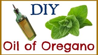 How to Make Oil of Oregano [upl. by Alyehc116]