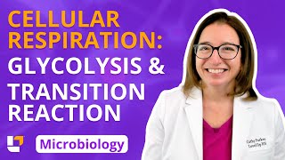 Cellular Respiration Glycolysis amp Transition Reaction Microbio Microbiology  LevelUpRN [upl. by Onabru50]