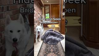 No noses 👃 were used dogs dogchallenge [upl. by Wise]