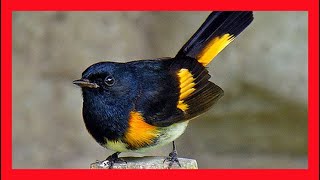 American Redstart Song American Redstart Call  Candelita Norteña Canto  Setophaga Ruticilla [upl. by Tiena360]