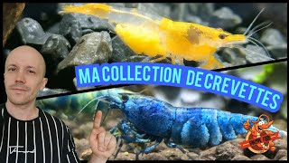 Ma collection de crevettes daquarium et reproductions [upl. by Kiah]