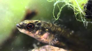 910 Spined Stickleback Pungitius pungitius Underwater UK [upl. by Naujek]