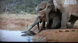 Baby Elephant Rescued By Parents [upl. by Suivatnad]