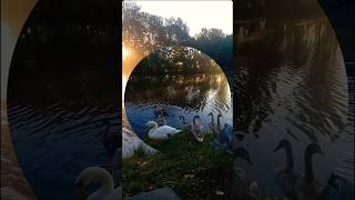 Swan Lake 5 🦢 swane lake labedzie nature [upl. by Odetta]