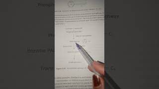 Biosynthesis pathway of phenolic biochemistry  shorts [upl. by Ainegue]