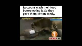 when you give raccoon a cotton candymeme funnypictures memes funny jokes [upl. by Seltzer]