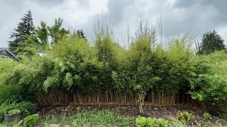 Clumping Bamboo As a Hedge  Robusta and Scabrida  Bamboo that Thrives in Full Sun [upl. by Nide]