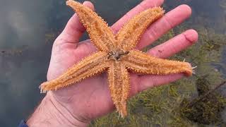 Creature Feature the Purple Seastar Asterias rubens [upl. by Petie]