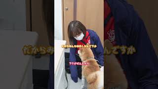 しゃべる犬。怒られて反論する豆柴フク 犬 しゃべる犬 喋る犬 かわいい おもしろ 豆柴 柴犬 [upl. by Malanie]