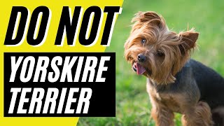 10 Reasons You SHOULD NOT Get a Yorkshire Terrier Yorkie Dog [upl. by Edny]