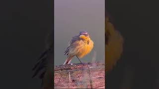 Yellow Wagtail Call birds birdsounds [upl. by Budwig]