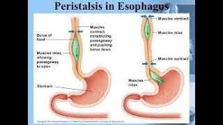 Esophageal Peristalsis [upl. by Dagley]