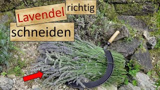 Lavendel richtig schneiden Anleitung [upl. by Airpal85]