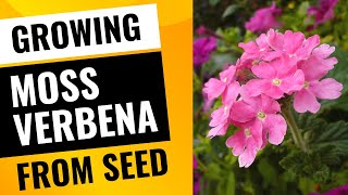 Growing Moss Verbena from Seed Made Easy [upl. by Cirdes457]