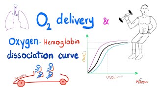 OxygenHemoglobin Dissociation Curve  Oxygen Transport to Tissue  Respiratory Physiology [upl. by Oznecniv]