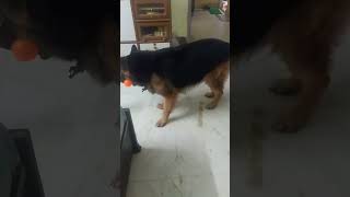 Leo Ko Chae Se Darr Lagta Hai 😂 shorys viralleo germanshepherdshortvideos pets [upl. by Miguel]