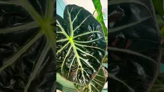 Alocasia Pink Dragon houseplant indoorplants tropicalplants garden gardening plants [upl. by Ecinnej]