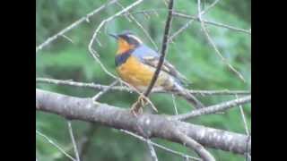 Varied Thrush [upl. by Anidal368]