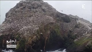 La réserve des 7 îles un eldorado pour la faune sauvage [upl. by Pogue912]