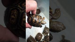 Pardalis Pardalis tortugaranch turtlelove leopardtortoise babytortoise tortoise [upl. by Yentirb]