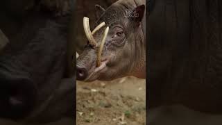 Babirusa Pig Evolutionary Enigma of the Animal Kingdom [upl. by Kisor]