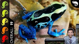 Poison Dart Frog The Best Pet Amphibian [upl. by Ahsa]