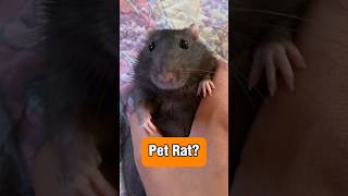 Pet Rat 🐀🥹 pets rat [upl. by Neville]