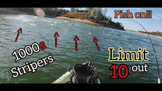 New Hogan Lake Mega Striper Boils [upl. by Yelsnya845]