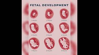 The incredible Fetal Development healthy science humananatomy [upl. by Eiramanitsirhc341]