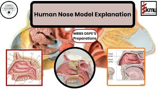 Human Nose Model Explanation  OSPE Preparation  Dr KS Academy [upl. by Izawa]