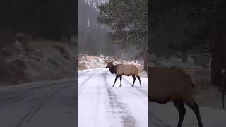 Limping Bull Elk Crossing the Road in the Rocky Mountain National Park [upl. by Alemat]