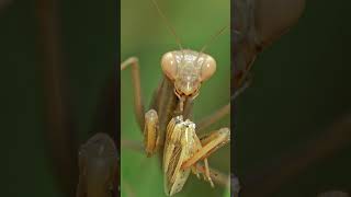 Mantis Vs Grasshopper insectshorts predator insects [upl. by Mont33]