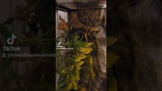 crested gecko breeding [upl. by Tigram]