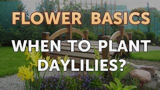 When to Plant Daylilies [upl. by Ennovy286]