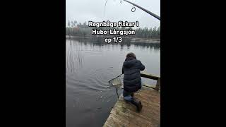 Regnbåge fiskar i HuboLångsjön 19102024 ep 13 [upl. by Nomra641]