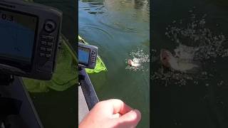 Fishing Team catchandrelease blackbass fishing life bass bassfishing pesca rio short lake [upl. by Toscano]