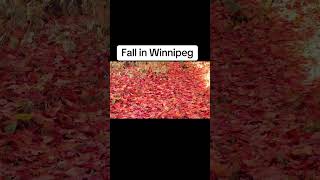 Fall on Winnipeg Manitoba [upl. by Aneladdam]