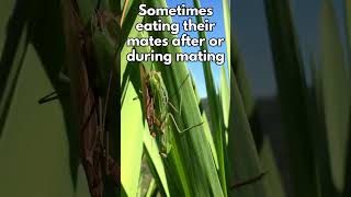 Praying Mantises Masters of Stealth and Deadly Precision PrayingMantis insects Wildlife Nature [upl. by Reywas]