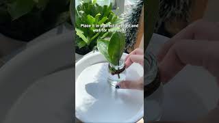 Propagate ZZ Plant by its stem cuttings 🌱 succulentsbox plants ZZplant propagation shorts [upl. by Eirased]