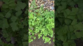 Maidenhair fern Adiantum sp growing by itself without any special care [upl. by Dnalyr]