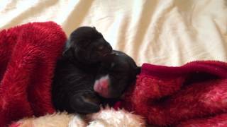 Sharpei amp English Bulldog Mix Newborn Puppies quotBullpeiquot [upl. by Rj]