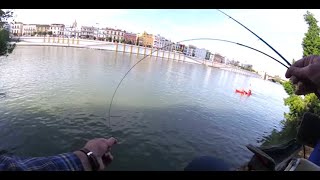 WHIP FISHING IN SEVILLE Pescando con pelo de ballena [upl. by Atteugram3]