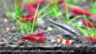 Freshwater Shrimp Aquarium [upl. by Farkas704]