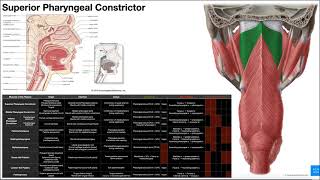 Intro to Deglutition amp the Pharyngeal Constrictors OINAs [upl. by Auqinet]