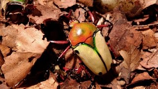 Eudicella euthalia hereroensis  Rosenkäfer  Flower Beetle [upl. by Aivat27]